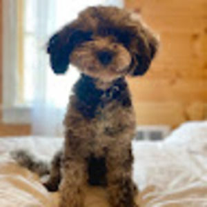 Meet your Posher, Loretta